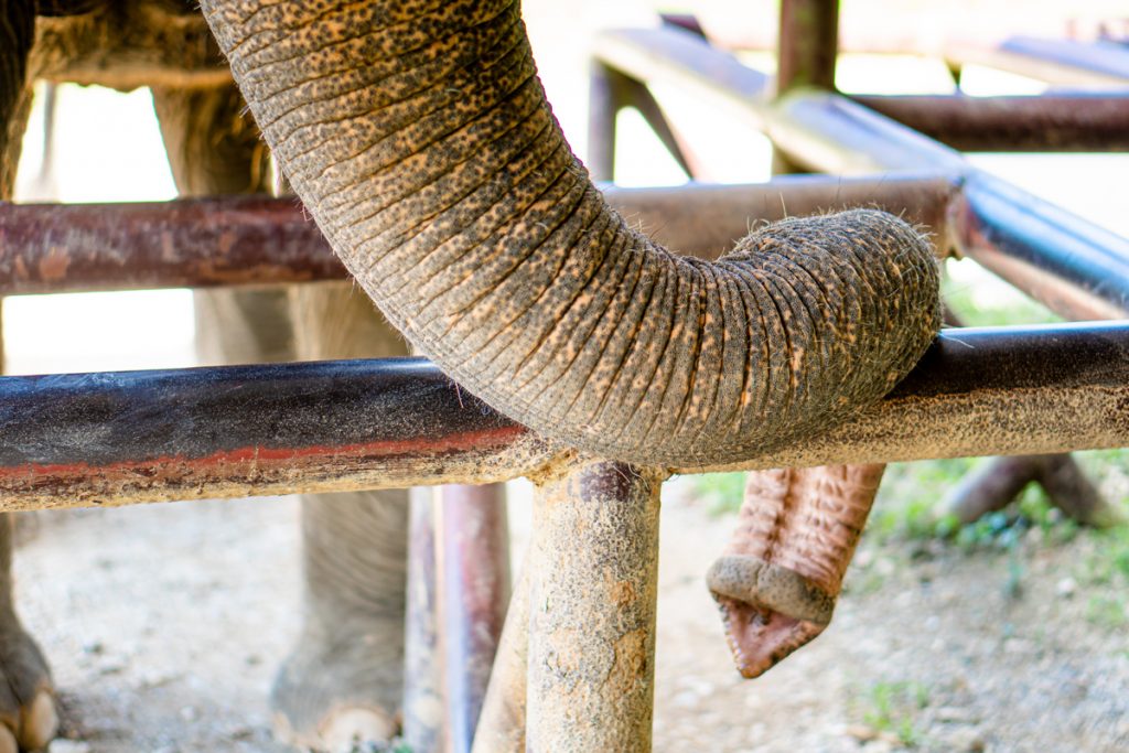 Elephant Hills Thailand