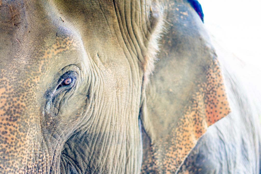 Elephant Hills Thailand