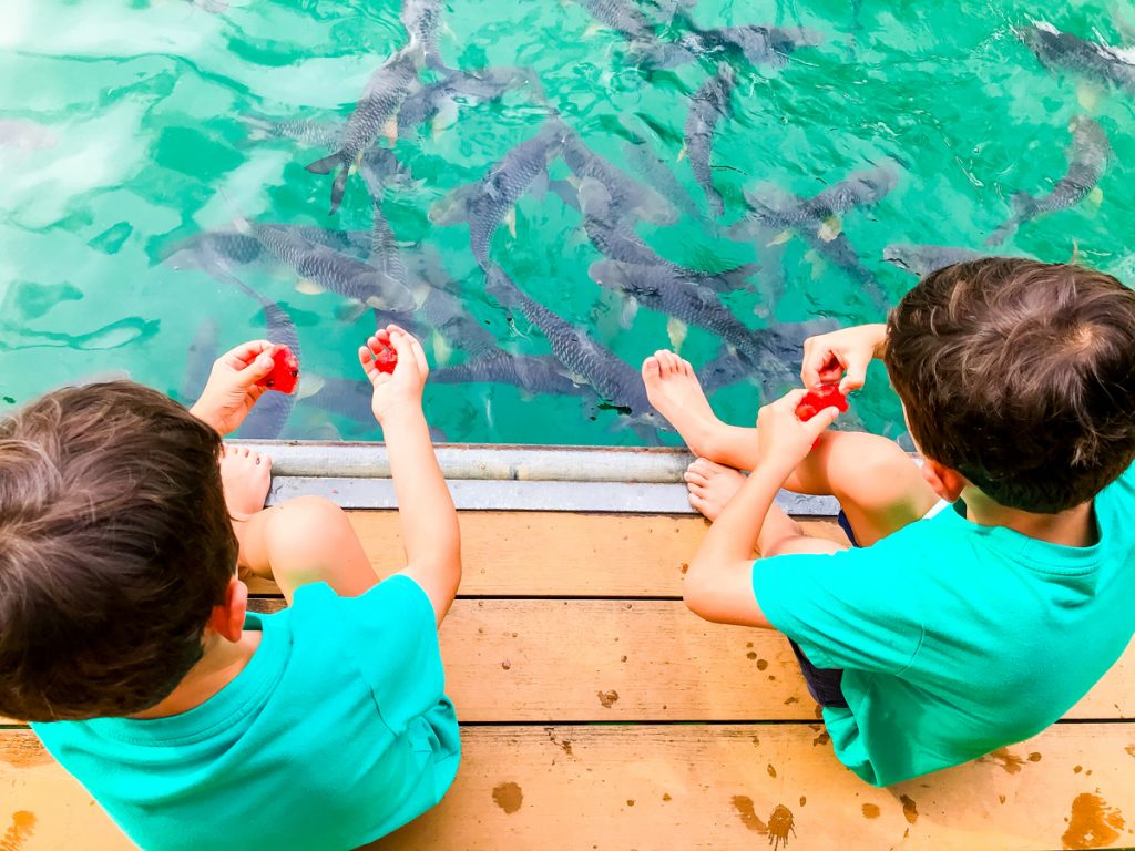 Thailand elephant resort